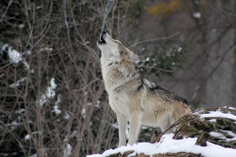 Howling Wolf